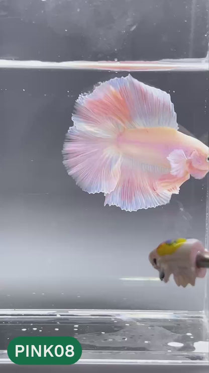 Pink Halfmoon Male Betta Fish | You Pick Fish | Order Directly From Farm