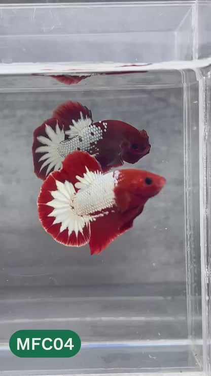 Hellboy Plakat Male Betta Fish | Order Directly From Farm | You Pick Fish