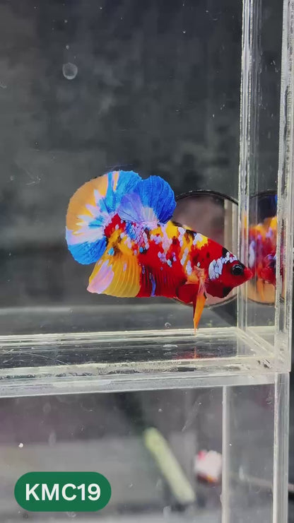 Multicolor Yellow Base Plakat Male Betta Fish | Order Directly From Farm |  You Pick Fish