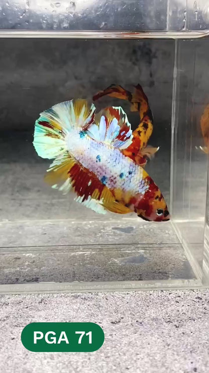 King Giant Plakat Male Betta Fish | You Pick Fish | High Grade