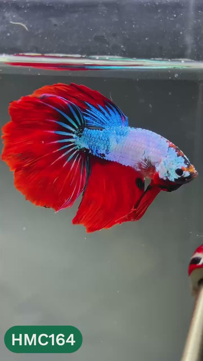 Multicolor Halfmoon Male Betta Fish | Order Directly From Farm | You Pick Fish