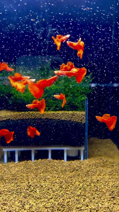 Albino Full Red Big Dorsal Guppy Fish