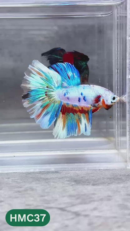 Multicolor Halfmoon Male Betta Fish | High Grade | Order Directly From Farm |  You Pick Fish |