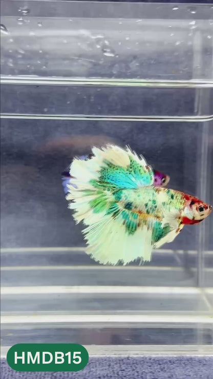 Dumbo Koi Nemo Halfmoon Male Betta | You Pick Fish