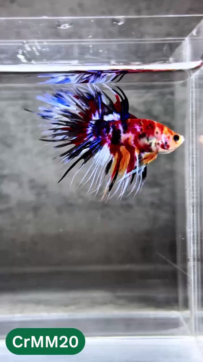 Crowntail Multicolor Male Betta Fish | High Grade | You Pick Fish |