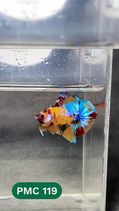 Multicolor Plakat Male Betta Fish |Show Grade|  You Pick Fish