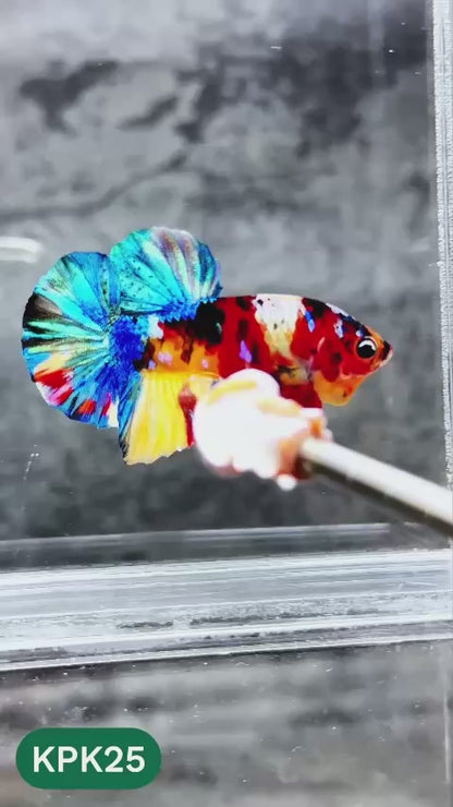Multicolor Plakat Male Betta Fish |Show Grade|  You Pick Fish