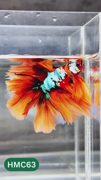 Nemo Halfmoon Male Betta Fish | Order Directly From Farm | You Pick Fish