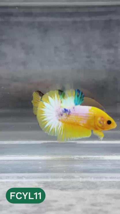 Yellow Fancy Male Betta Fish | Order Directly From Farm | You Pick Fish