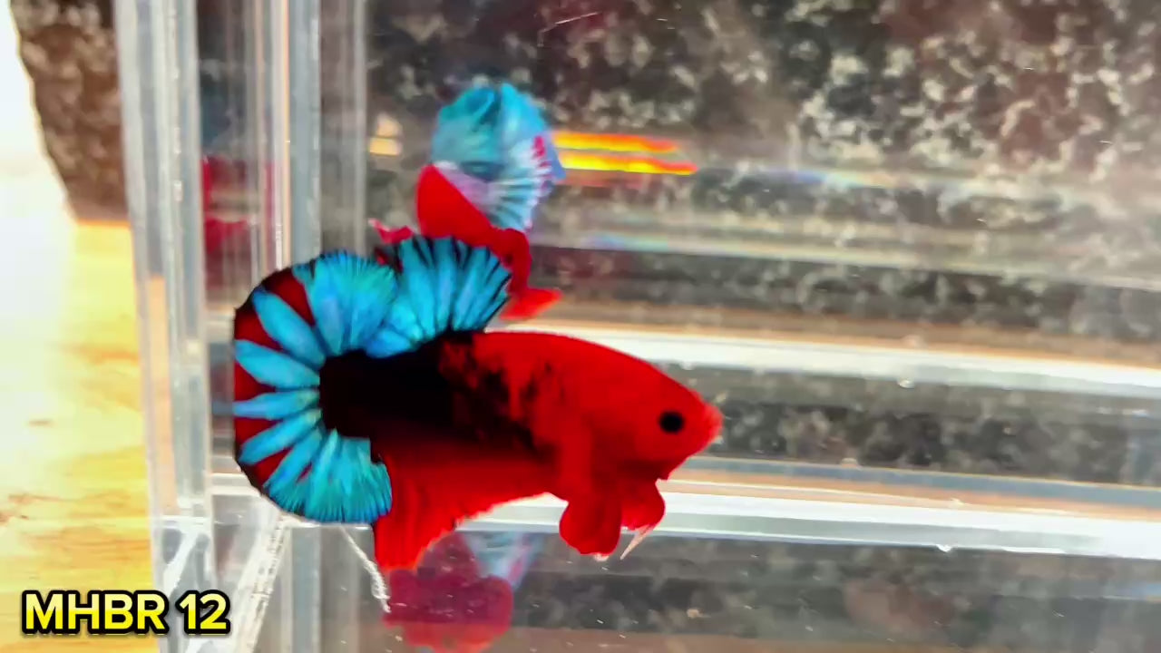 Hellboy Plakat Male Betta Fish