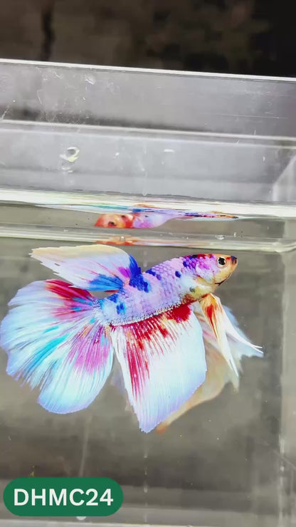 Multicolor Halfmoon Male Betta Fish | High Grade | Order Directly From Farm |  You Pick Fish |