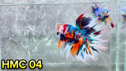 Multicolor Halfmoon Male Betta Fish | High Grade | Order Directly From Farm|  You Pick Fish |