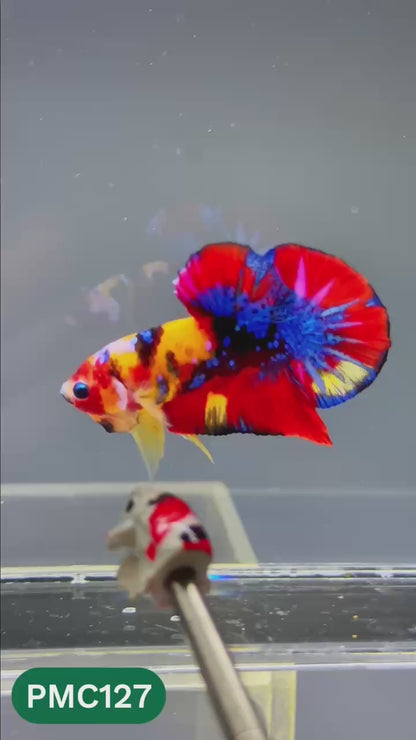 Multicolor Plakat Male Betta Fish |Show Grade|  You Pick Fish