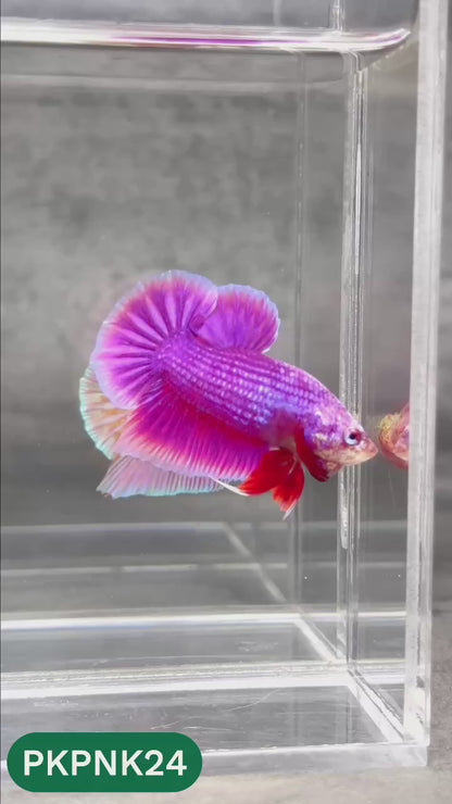 Pink Plakat Male Betta Fish | You Pick Fish | Rare Color