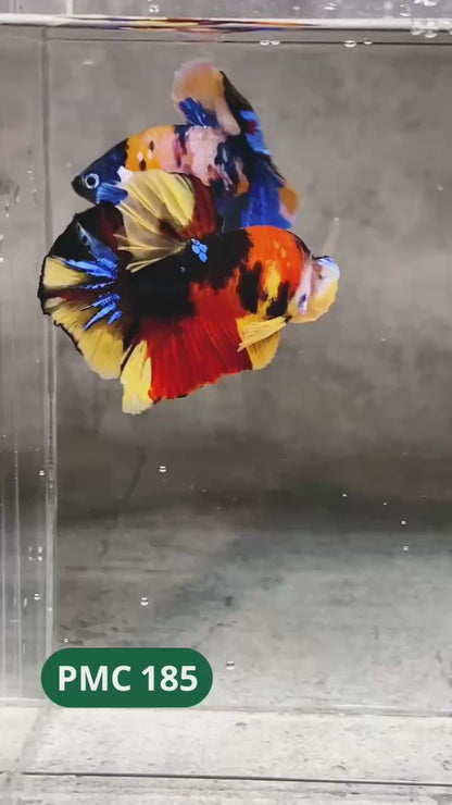 Multicolor Plakat Male Betta Fish |Show Grade|  You Pick Fish