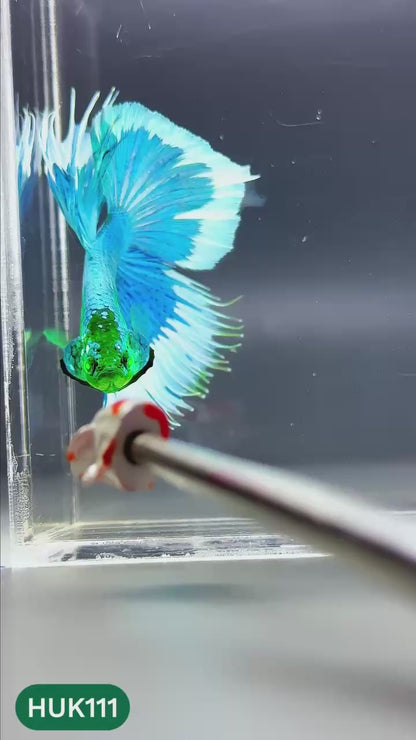 Black Hulk Halfmoon Male Betta Fish | You Pick Fish