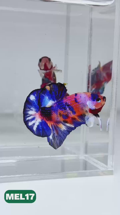 Metallic Plakat Betta Fish | You Pick Betta | Exotic Fish