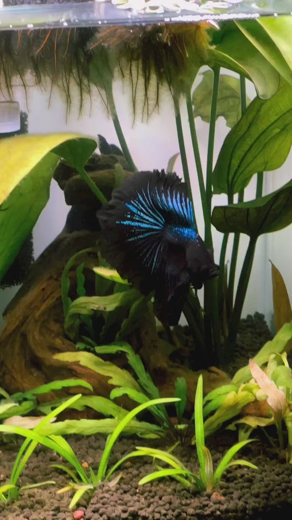 Super Black Halfmoon Male Betta Fish — Swimming Video
