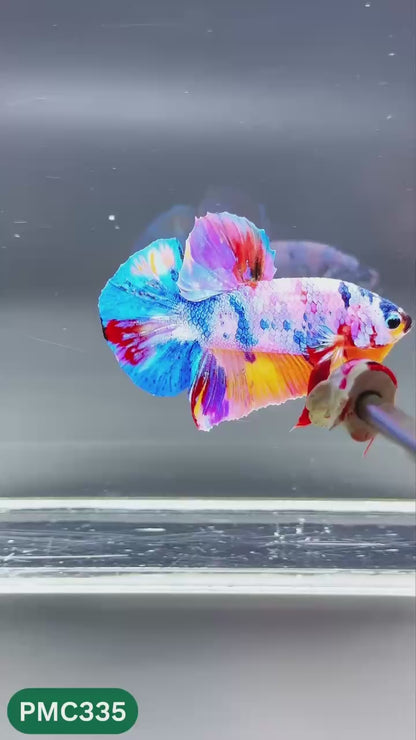 Multicolor Plakat Male Betta Fish | Show Grade |  You Pick Fish