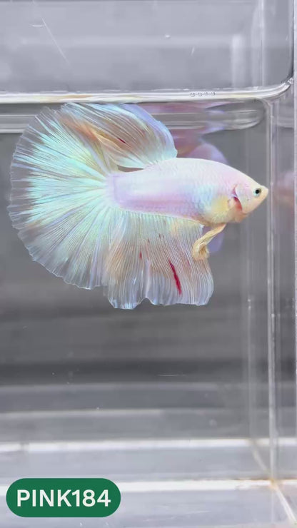 Pink Halfmoon Male Betta Fish | You Pick Fish | Order Directly From Farm