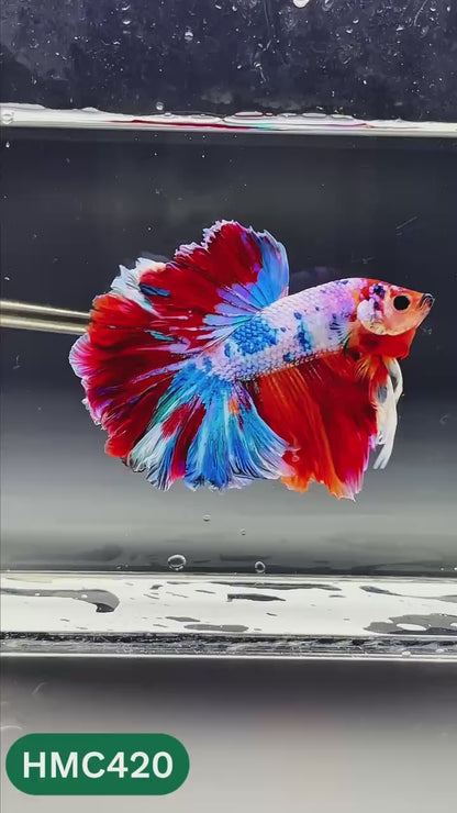 Nemo Halfmoon Male Betta Fish | Order Directly From Farm | You Pick Fish