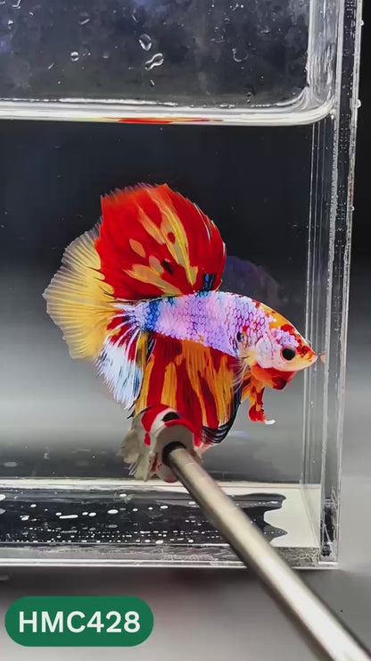 Nemo Halfmoon Male Betta Fish | Order Directly From Farm | You Pick Fish