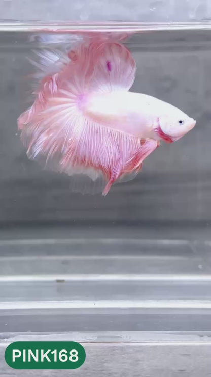 Pink Halfmoon Male Betta Fish | You Pick Fish | Order Directly From Farm