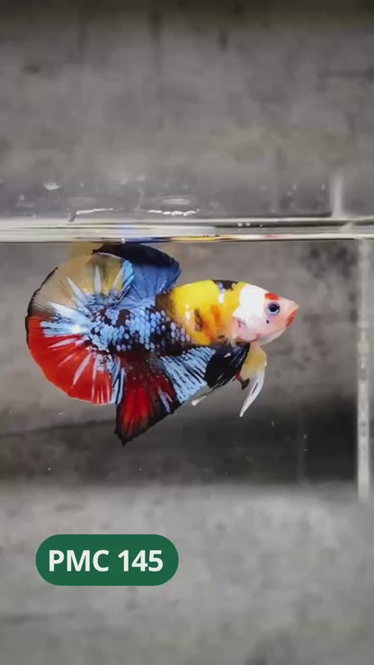 Multicolor Plakat Male Betta Fish |Show Grade|  You Pick Fish