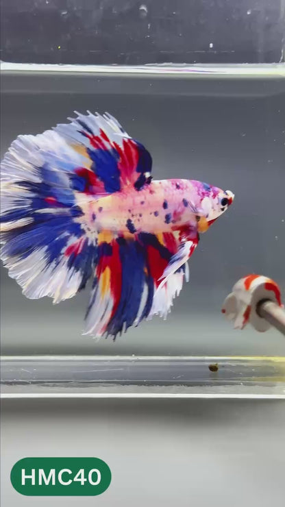 Multicolor Halfmoon Male Betta Fish | High Grade | Order Directly From Farm |  You Pick Fish |