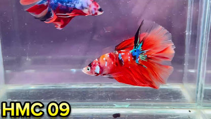 Multicolor Halfmoon Male Betta Fish | High Grade | Order Directly From Farm|  You Pick Fish |