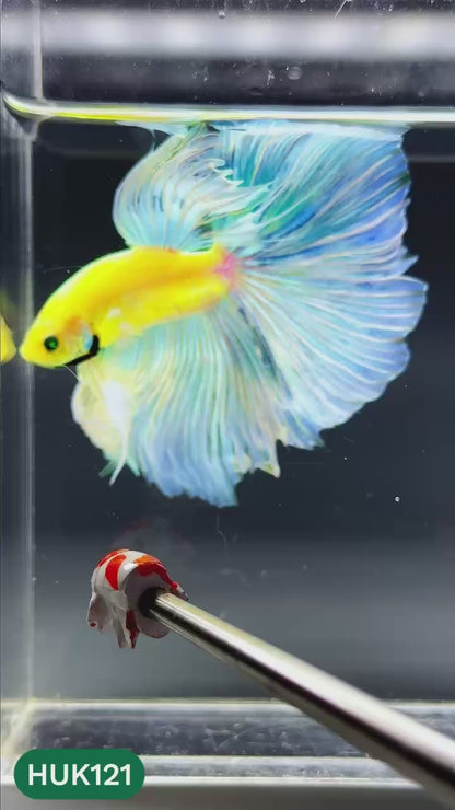 Black Hulk Halfmoon Male Betta Fish | You Pick Fish
