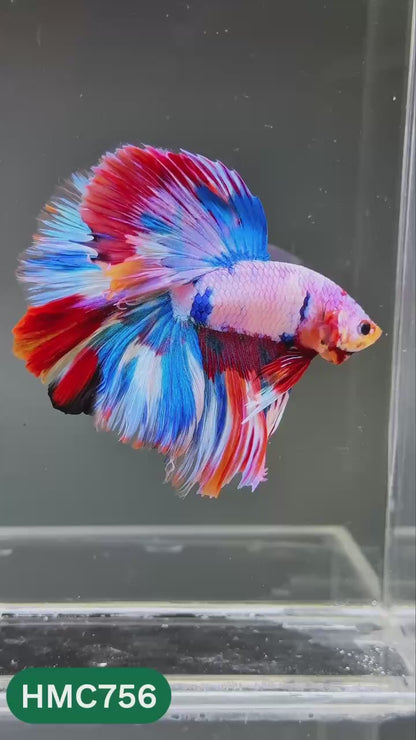 Multicolor Halfmoon Male Betta Fish | High Grade | Order Directly From Farm |  You Pick Fish |