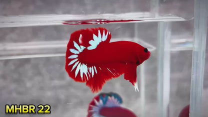 Hellboy Plakat Male Betta Fish | Order Directly From Farm | You Pick Fish