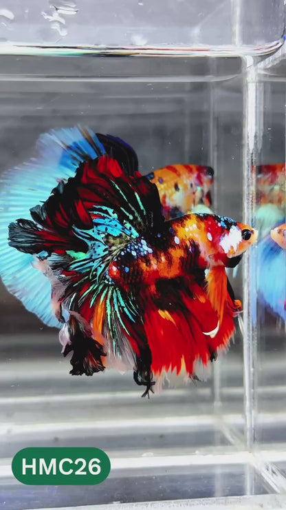 Nemo Halfmoon Male Betta Fish | Order Directly From Farm | You Pick Fish