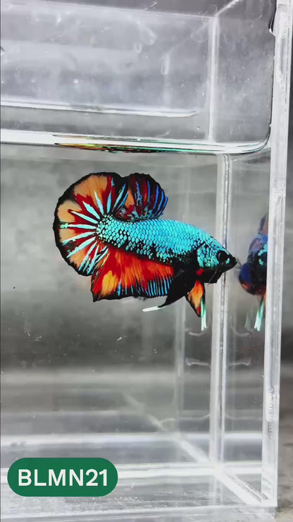Dark Flame Hellfire Plakat Male Betta Fish | You Pick Fish | Rare Betta
