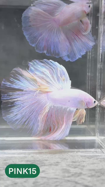 Pink Halfmoon Male Betta Fish | You Pick Fish | Order Directly From Farm