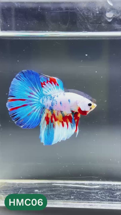 Multicolor Halfmoon Male Betta Fish | High Grade | Order Directly From Farm |  You Pick Fish |
