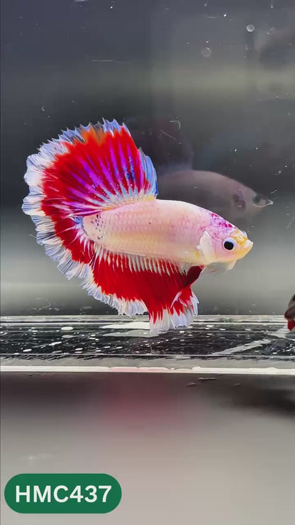 Nemo Halfmoon Male Betta Fish | Order Directly From Farm | You Pick Fish