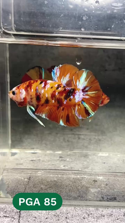 King Giant Plakat Male Betta Fish | You Pick Fish | High Grade