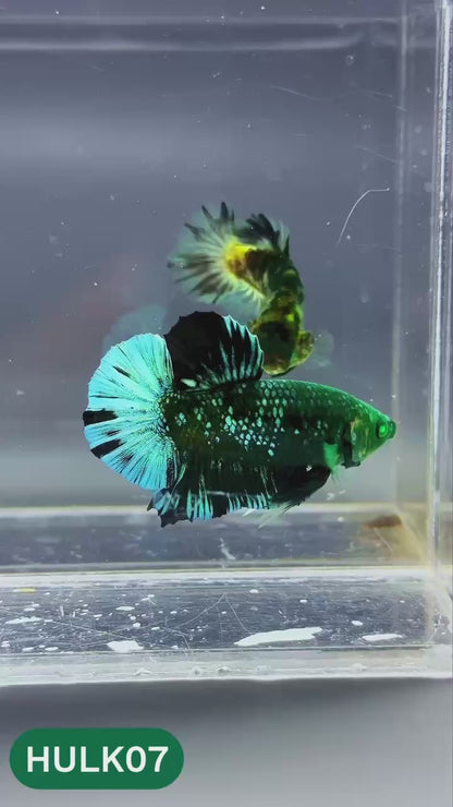 Galaxy Hulk Plakat Male Betta Fish | Exotic Grade | You Pick