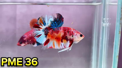 Metallic Plakat Betta Fish | You Pick Betta | Show Grade