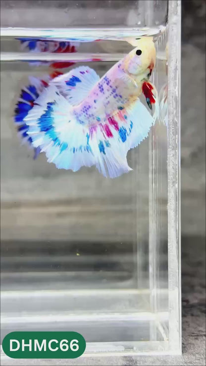 Multicolor Halfmoon Male Betta Fish | Order Directly From Farm | You Pick Fish