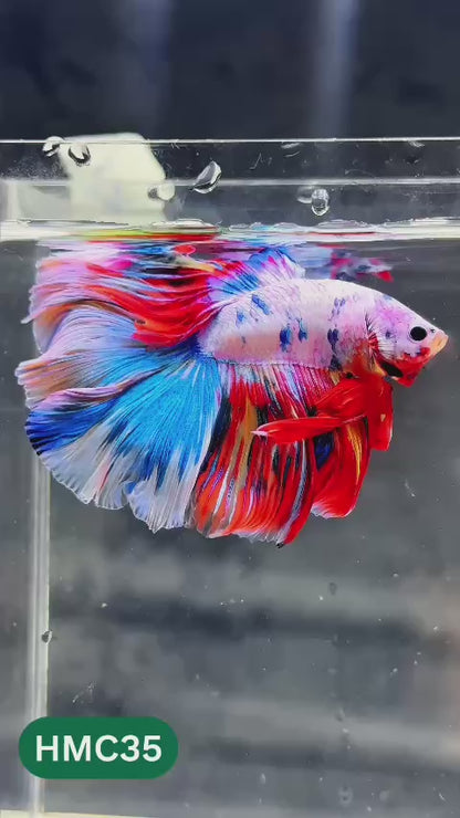 Multicolor Halfmoon Male Betta Fish | Order Directly From Farm | You Pick Fish