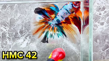 Multicolor Halfmoon Male Betta Fish | High Grade | Order Directly From Farm|  You Pick Fish |