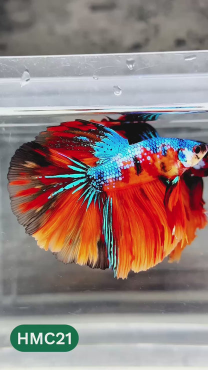Nemo Halfmoon Male Betta Fish | Order Directly From Farm | You Pick Fish