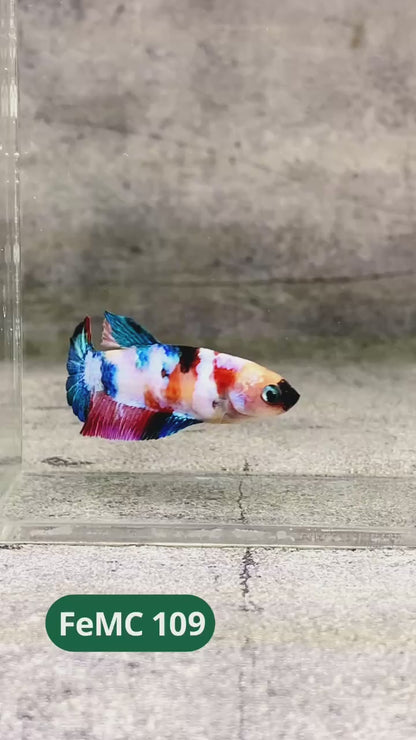 Multicolor Female Betta Fish | You Pick Fish | High Grade