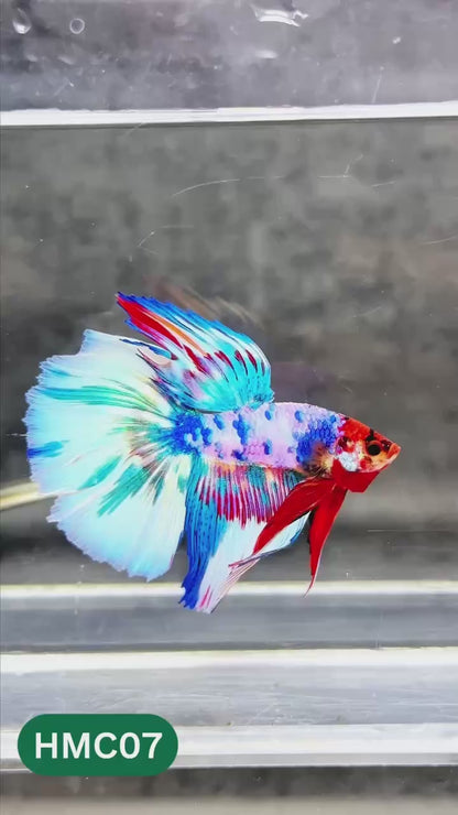 Multicolor Halfmoon Male Betta Fish | High Grade | Order Directly From Farm |  You Pick Fish |