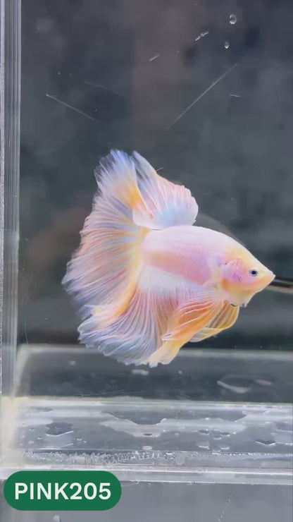 Pink Halfmoon Male Betta Fish | You Pick Fish | Order Directly From Farm