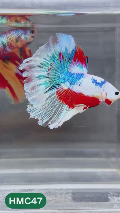 Multicolor Halfmoon Male Betta Fish | Order Directly From Farm | You Pick Fish