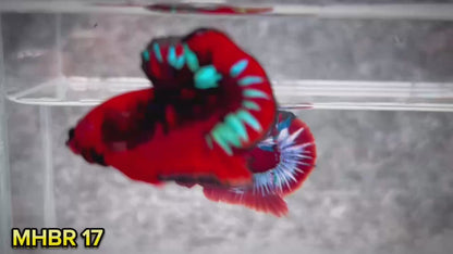 Hellboy Plakat Male Betta Fish | Order Directly From Farm | You Pick Fish